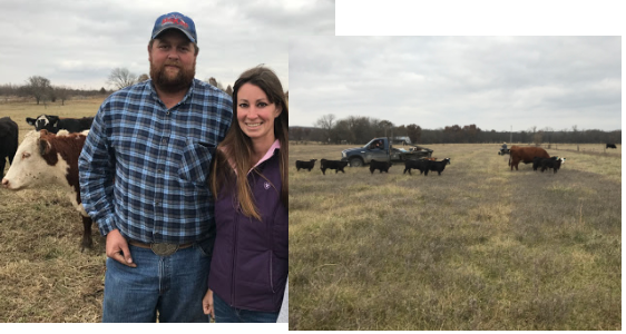 Cattle Auctions