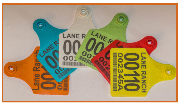 Custom Tags