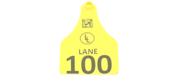 Custom Tags